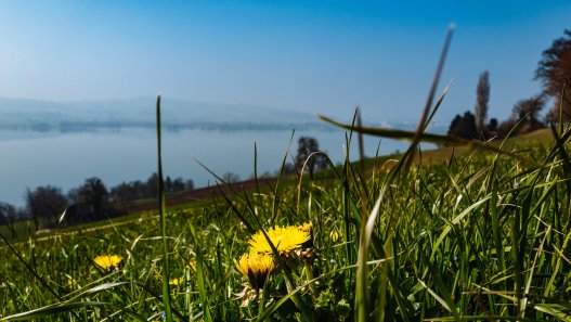 Biodiversità ed evoluzione - Paolo Sordo - Sordo & Partners