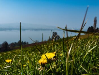Biodiversità ed evoluzione Paolo Sordo